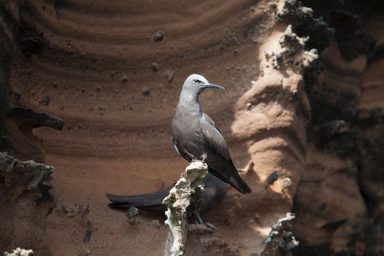 Day 2 Galapagos (5 of 36).jpg