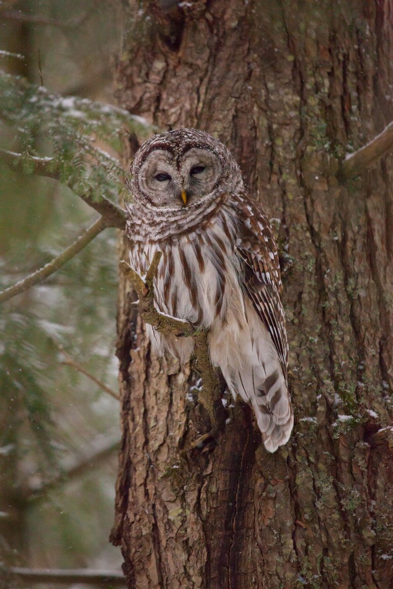 Owl Again (2 of 4).jpg