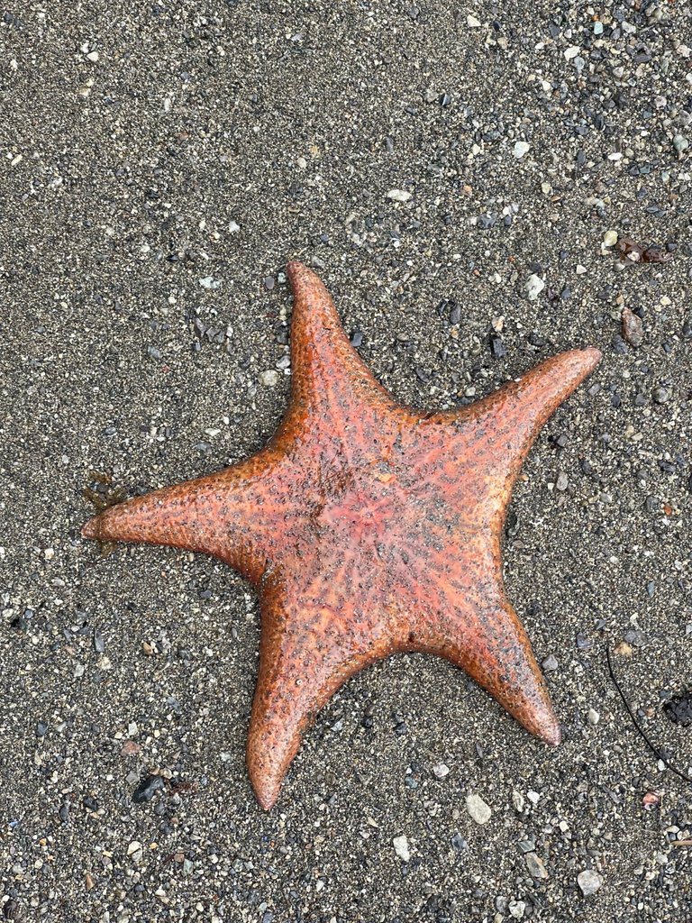 IMG_2668.jpeg