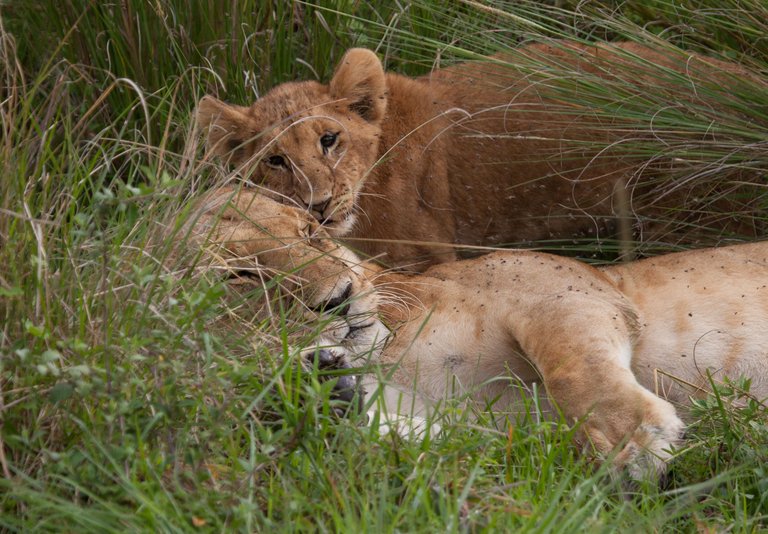 Day9 Mara Lion Safari Early (9 of 98).jpg