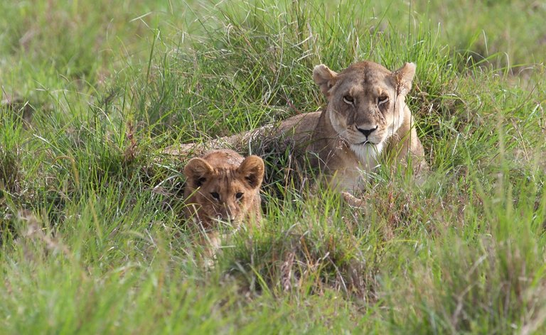 Day9 Mara Lion Safari Early (37 of 98).jpg