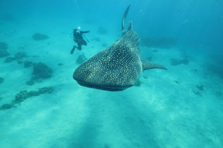 WhaleSharksCebu90.JPG