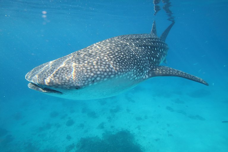 WhaleSharks12.JPG