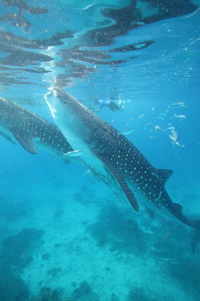 WhaleSharksCebu50.JPG