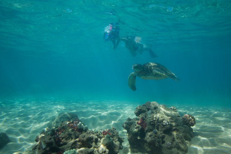 Maui Snorkel April 2025 (29 of 45).jpeg