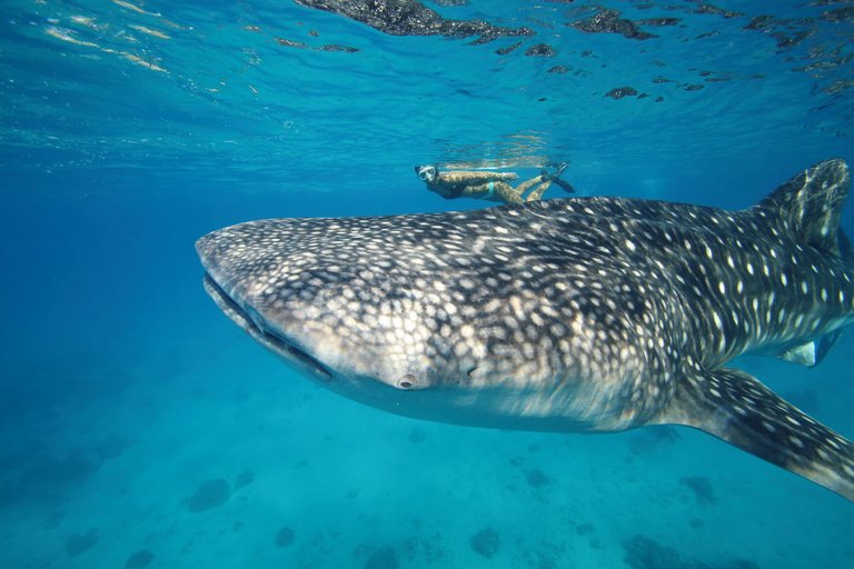 WhaleSharksCebu104.JPG