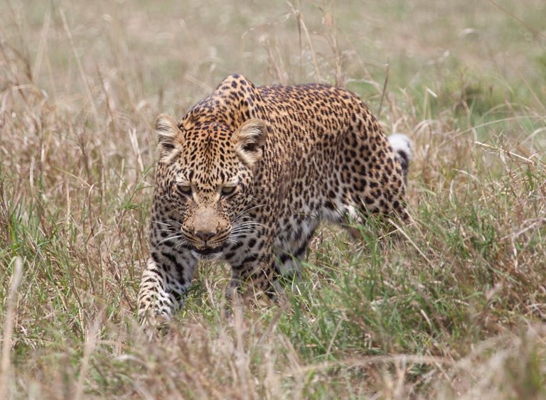 Day10 Serengeti Leopard Best (1 of 1).jpg