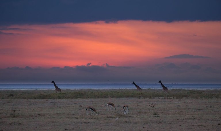 small  Amboseli Day 2 & Mara (21 of 101).jpg