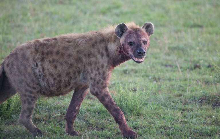 Day12 Serengeti (2 of 28).jpg