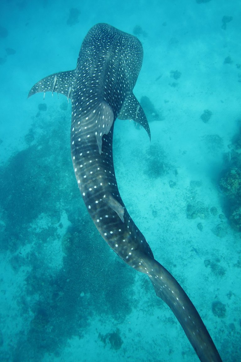 WhaleSharksCebu68.JPG