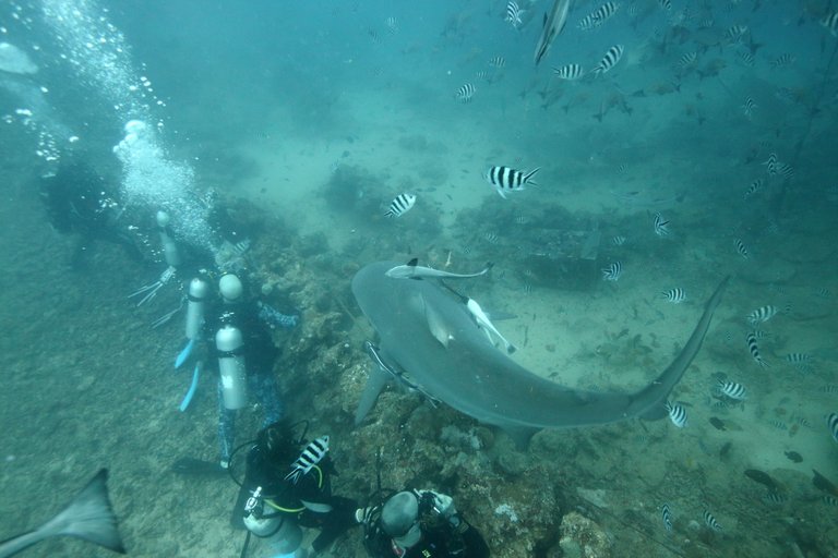 BeqaSharkDive18.JPG