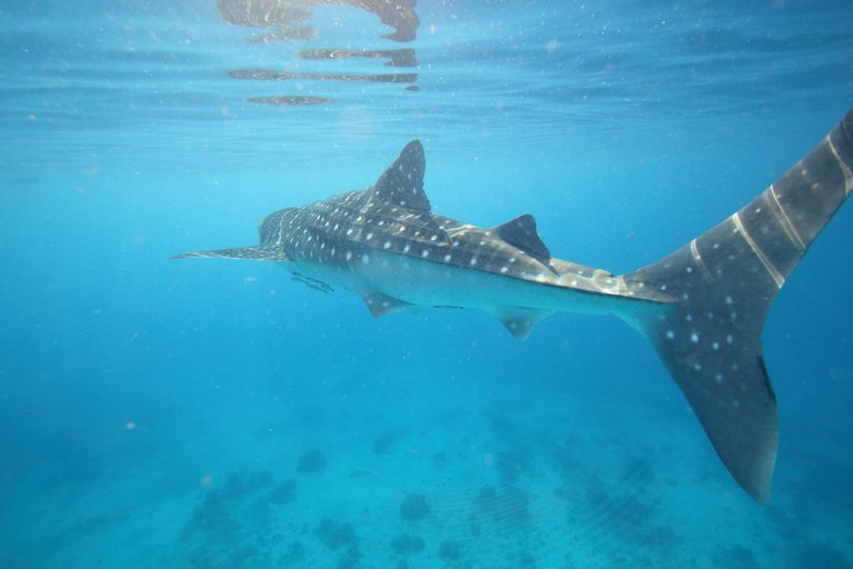 WhaleSharksCebu41.JPG