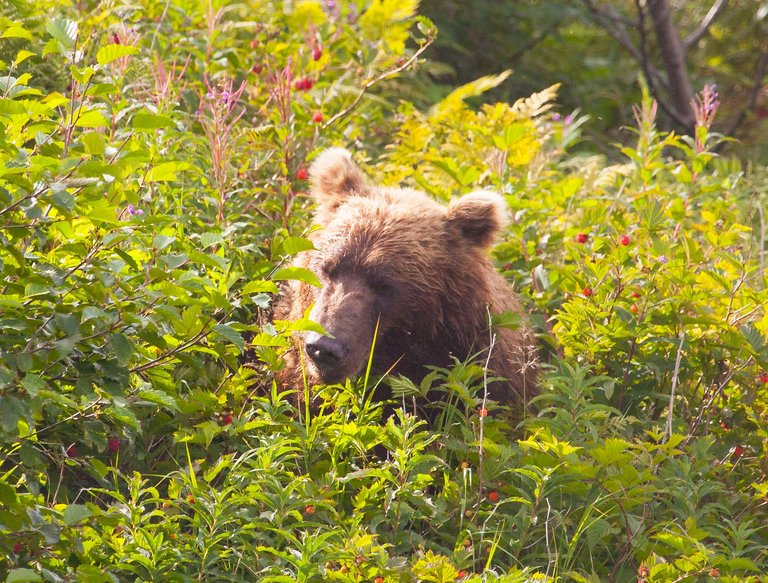 Day 3.2 bears (25 of 27).jpg