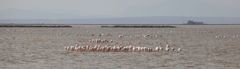 Day5 Tsavo2Amboseli (28 of 33).jpg