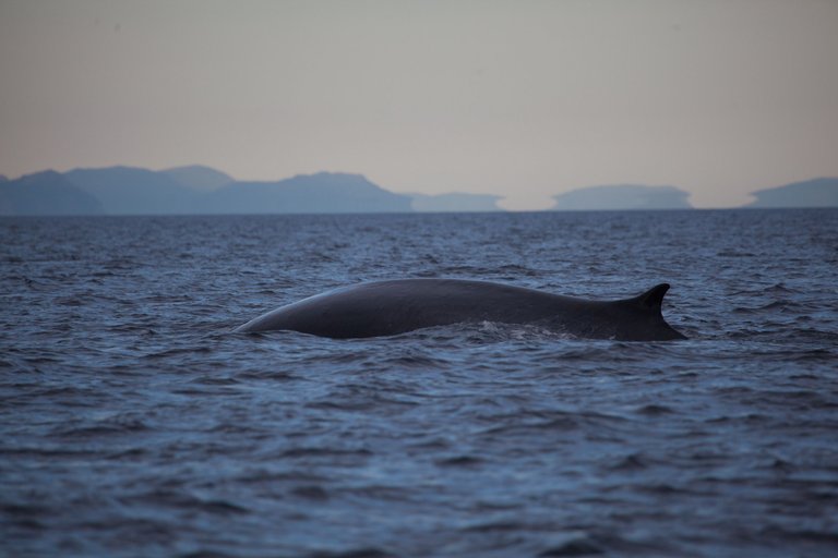 Day 3.3 fin whales (3 of 11).jpg