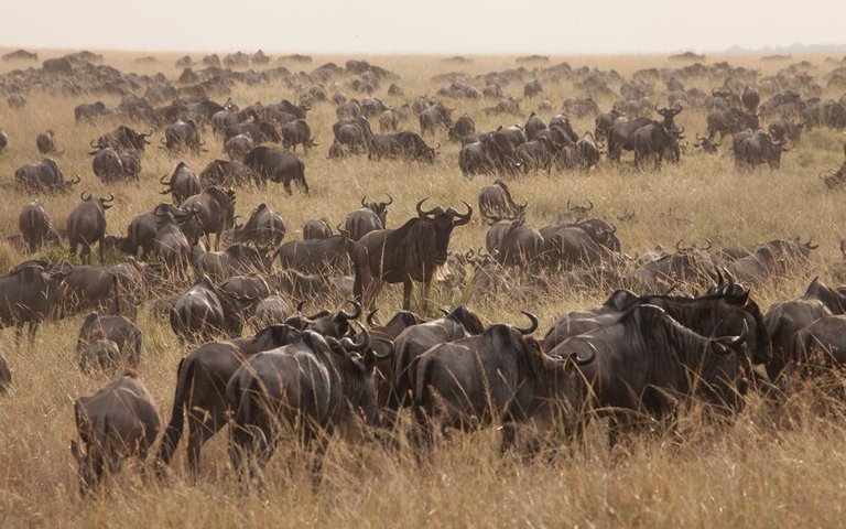 small  Amboseli Day 2 & Mara (73 of 101).jpg