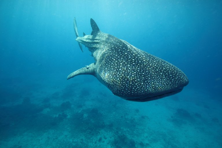 WhaleSharksCebu67.JPG