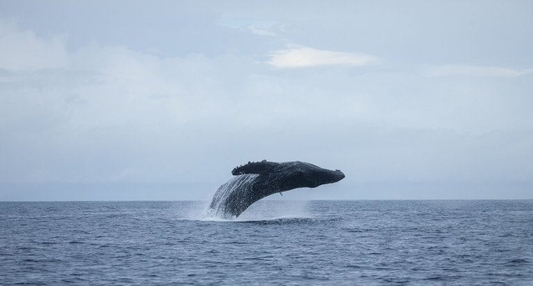 WhalesWednesday (7 of 11).jpg