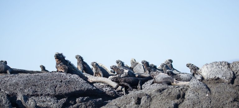 Day 2 Galapagos PM (15 of 48).jpg