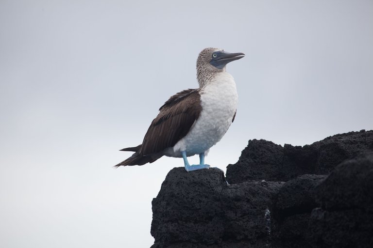 Day 6 Galapagos Purto Ayero (2 of 36).jpg