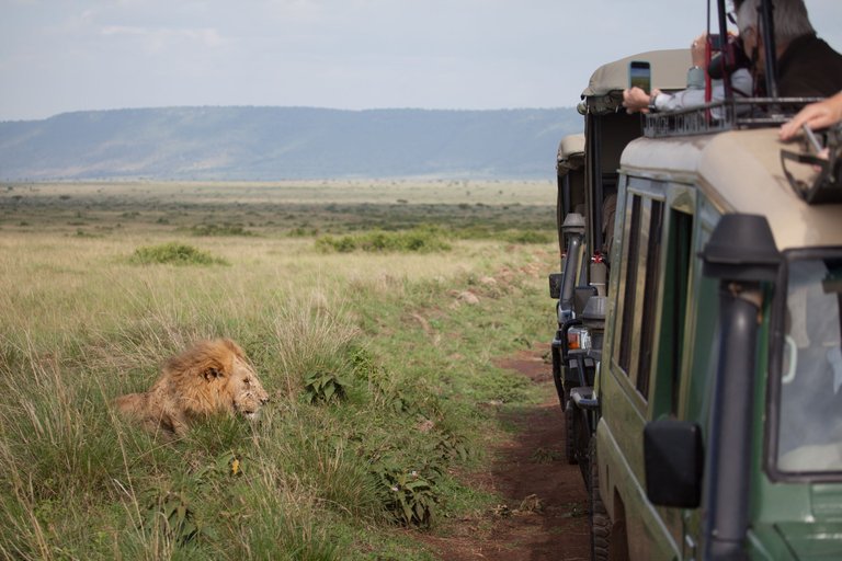 Day9 Mara Lion Safari (10 of 45).jpg