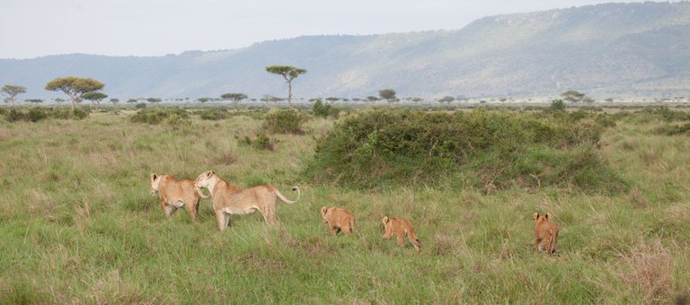 Day9 Mara Lion Safari Early (24 of 98).jpg