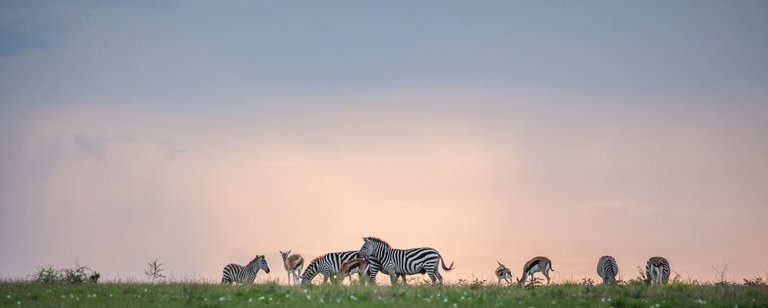 Day10 Serengeti (45 of 57).jpg