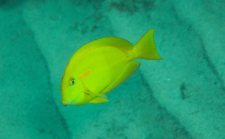 Ulua Dive (3 of 20).jpg