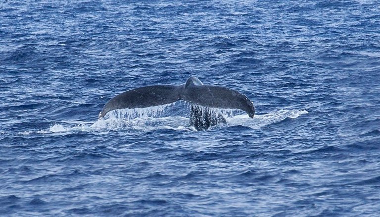 274-whale (2 of 8).JPG