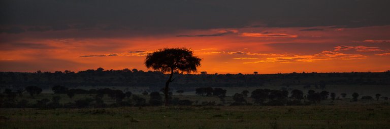 Day12 Serengeti Last (44 of 44).jpg