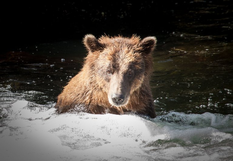 Hidden Falls bears (61 of 74).jpg