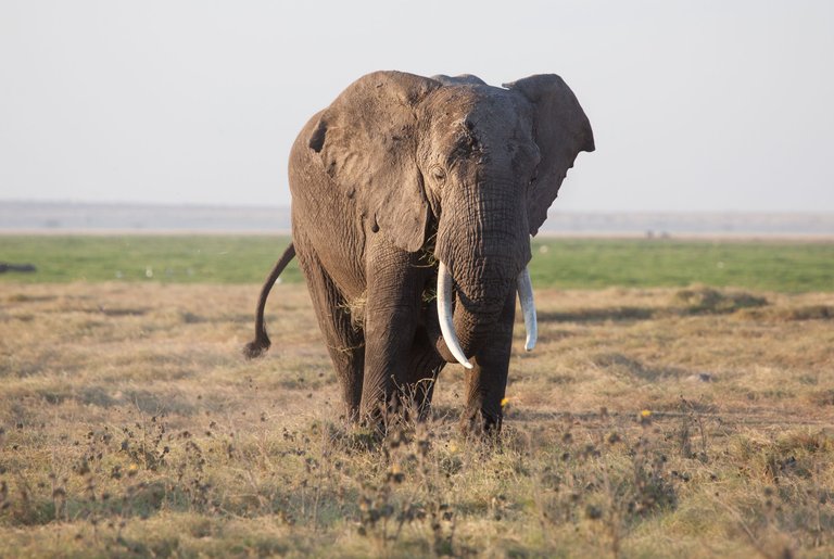 Day6 LateGameDriveAmboseli (12 of 18).jpg