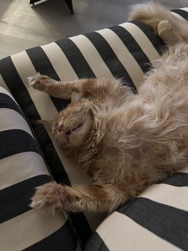 Sleepy Cat