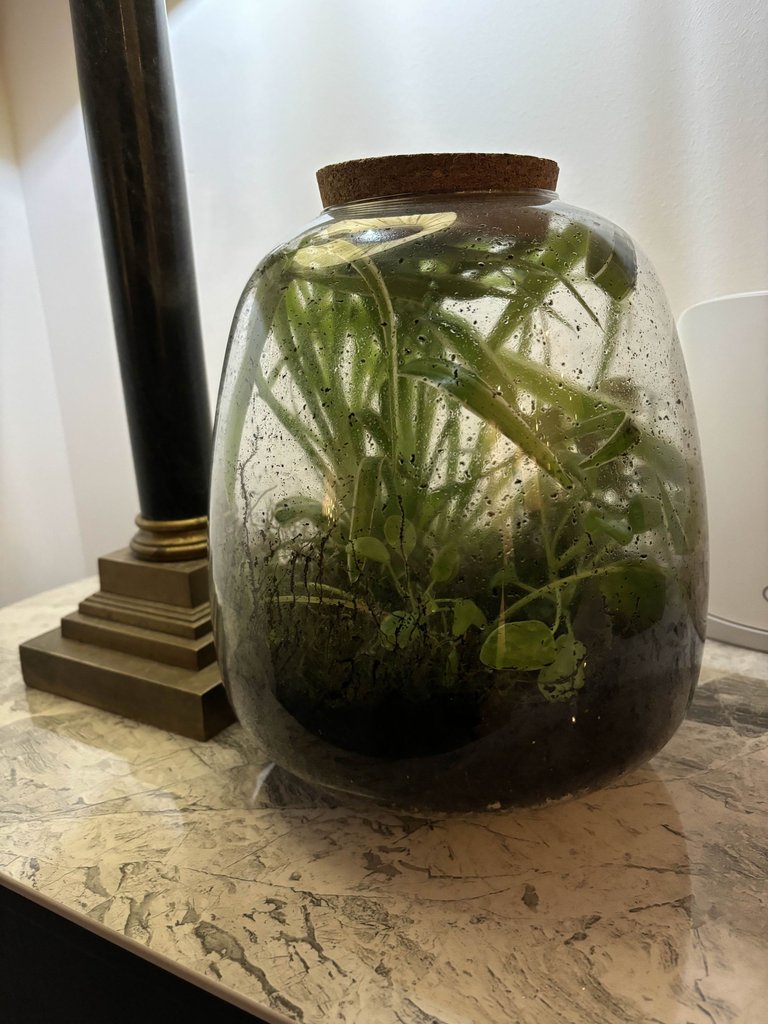 Picture A Day - 1 Year Terrarium Growth