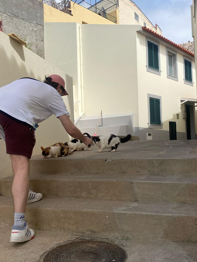 Feeding The Strays