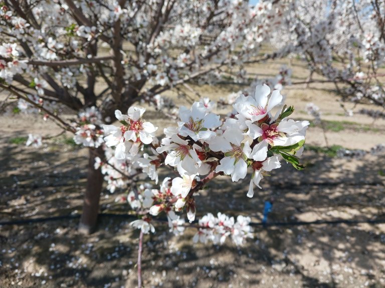 Almond blooms close up