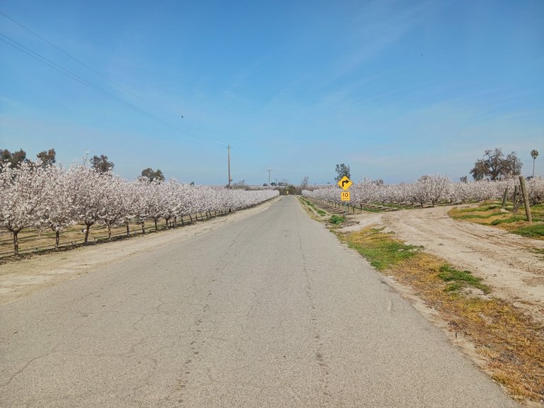 Almond orchards in bloom near the San Joaquin River in western Fresno County