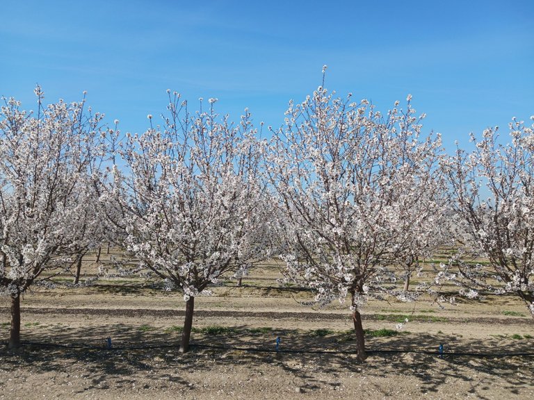 Almond orchard in full bloom