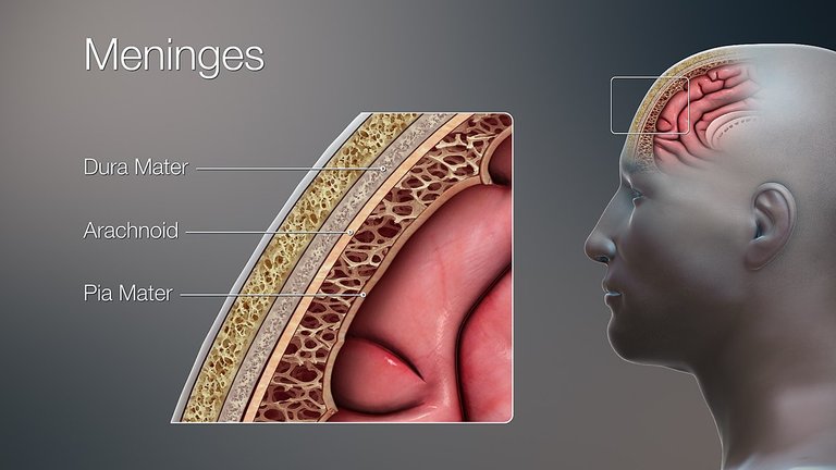 3D_Medical_Illustration_Meninges_Details.jpg