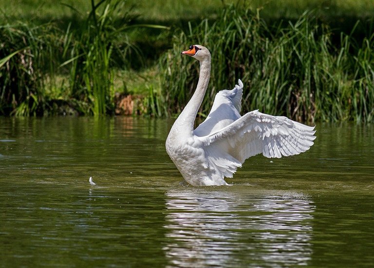 swan359931_1280.jpg