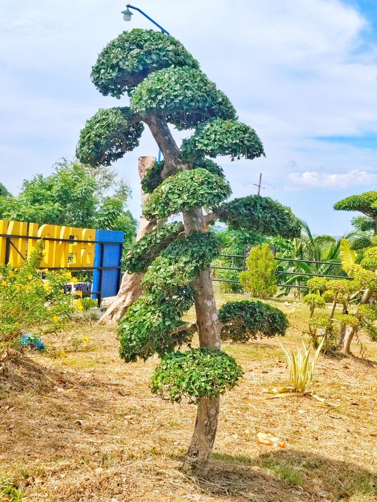 1000080295.jpg