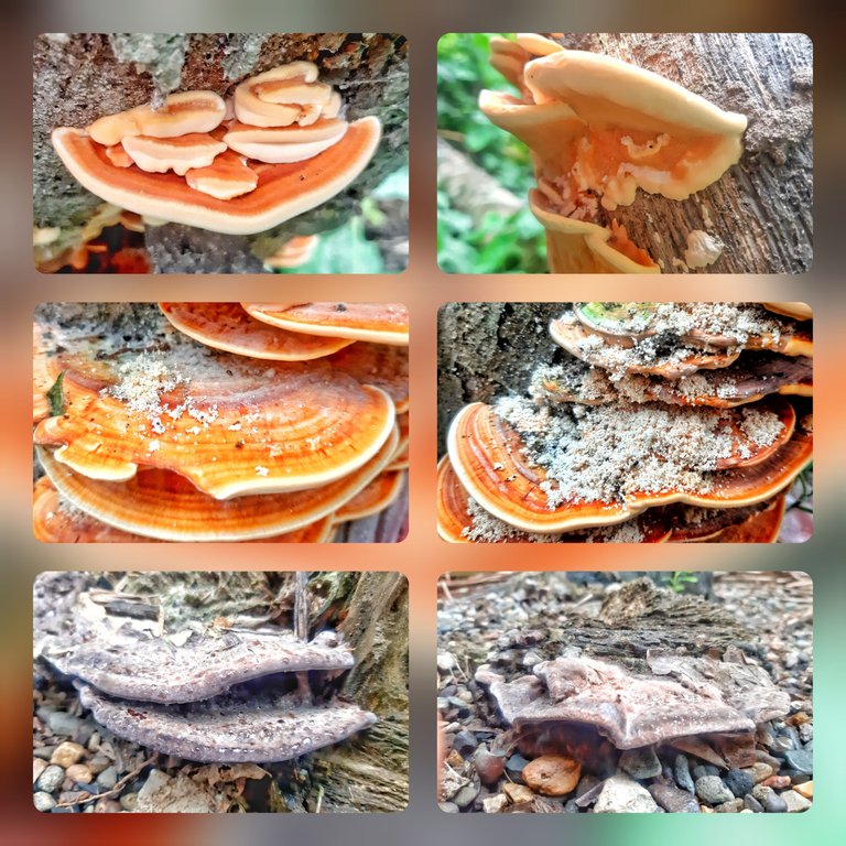 InCollage_20250405_000724940.jpg