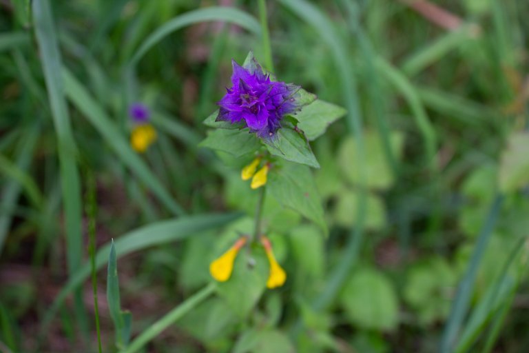 Melampyrum nemorosum.jpg