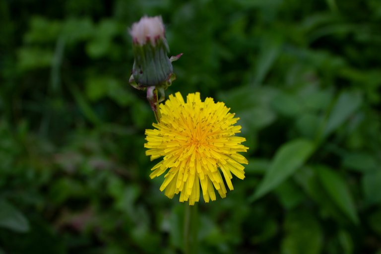 Taraxacum.jpg