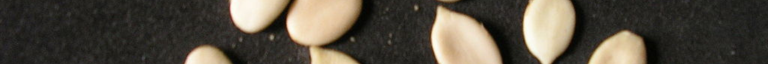 Strip images (2).png