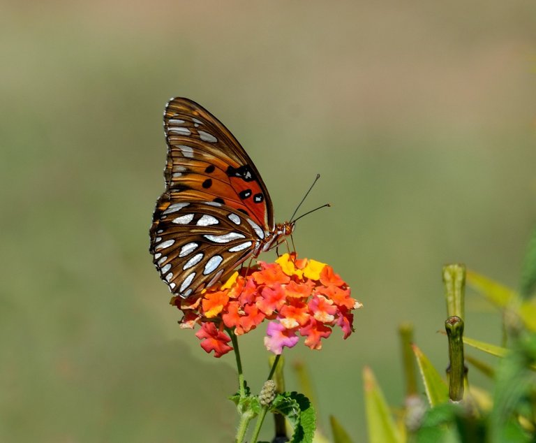 The Saying - You do not just wake up and become a butterfly. Growth is a process