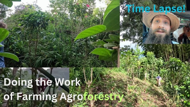 Doing the Work of Syntropic Agroforestry on the farm.jpg