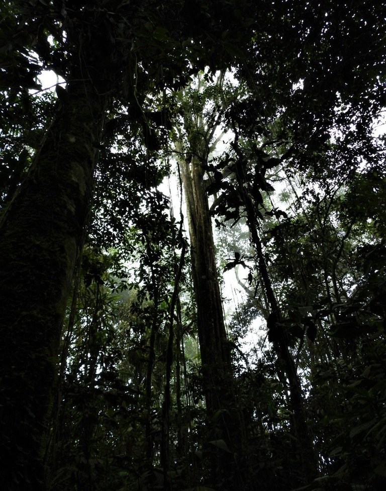 Bosque La Tigrera.jpg