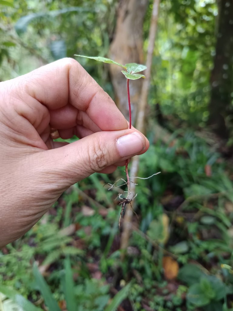 RESCATE DE PLÁNTULAS: Explorando el Banco de Semillas del Suelo en la Finca Buena Vista