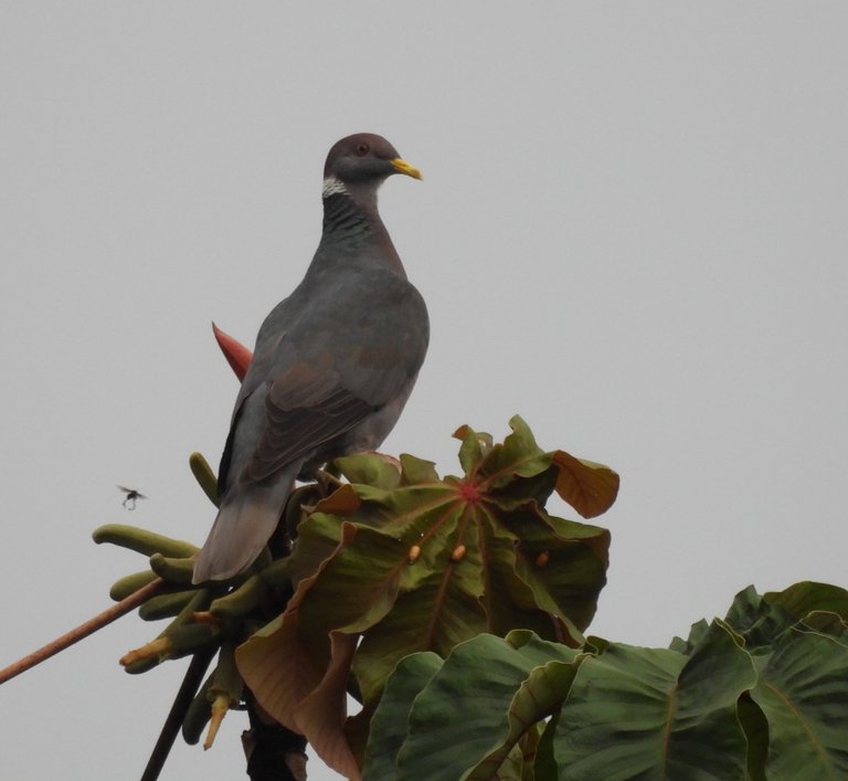 Patagioenas fasciata-Paloma guarumera.JPG